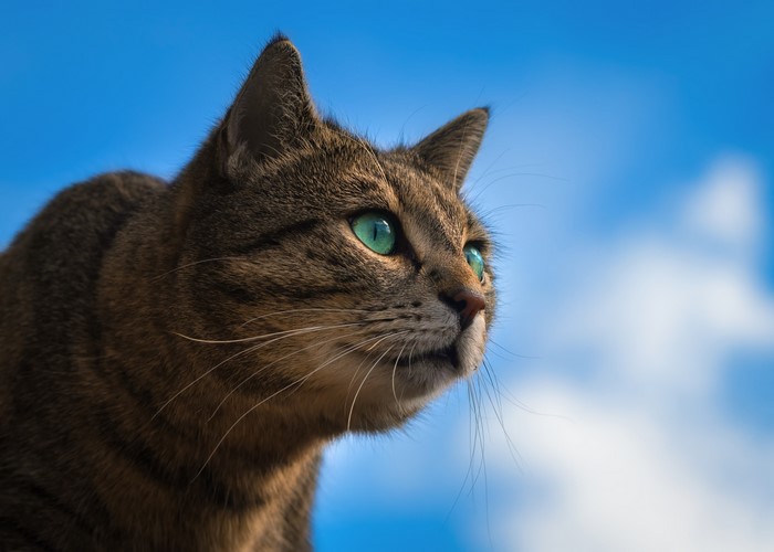 Close-up of a tabby cat with green eyes against a blue sky