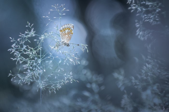 Butterfly on a blade of grass