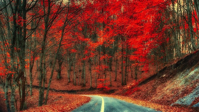 Autumn forest road with red trees