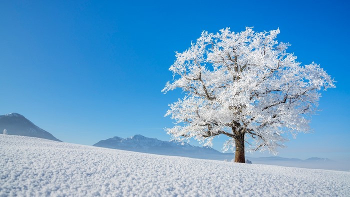 Snow-covered tree in a winter landscape with mountains