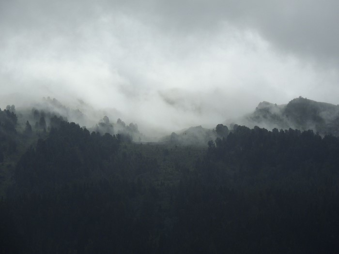 Misty forest landscape with dark trees