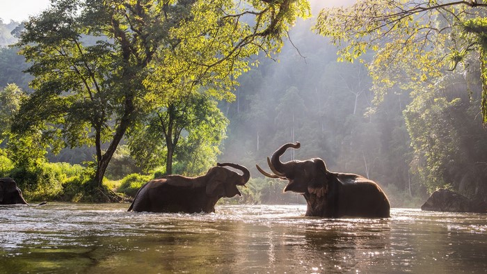 Two elephants playing in a river in Thailand