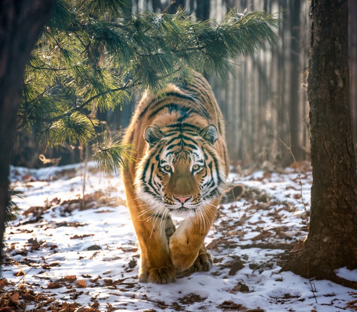 Tiger walking in a snowy forest