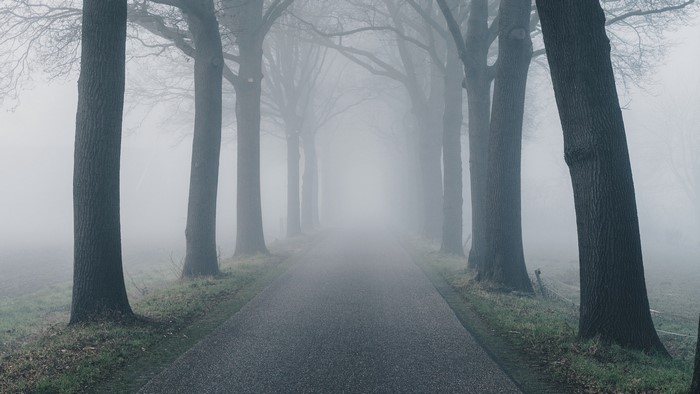 Road lined with trees in thick fog
