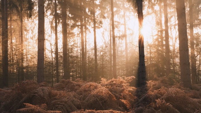 Sun rays filtering through a forest with ferns