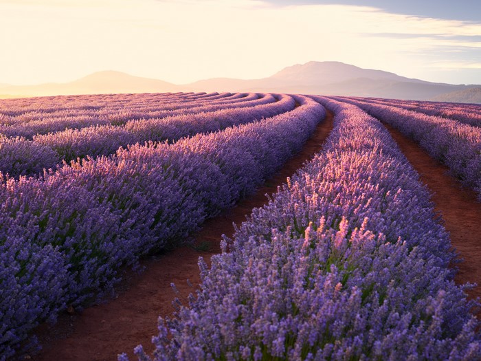 Lavender field at sunrise with mountains