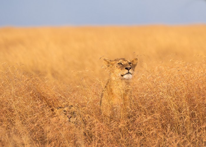 Lions in the tall grass of Serengeti, Tanzania