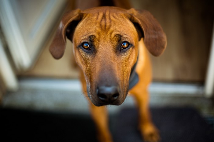 Rhodesian Ridgeback dog looking up