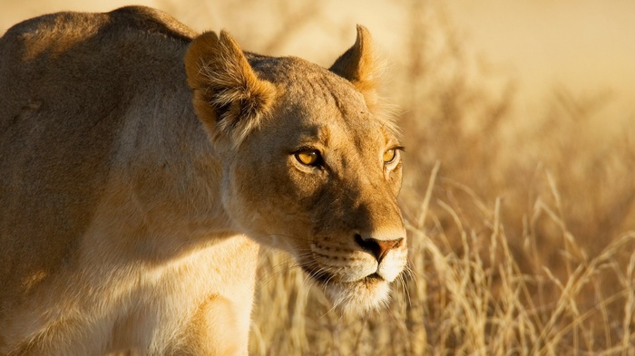 Lioness in tall dry grass at sunset