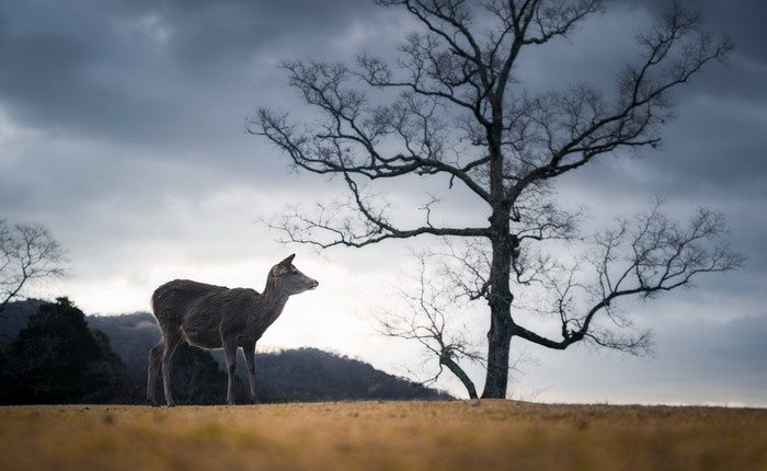 Deer standing in a field with a bare tree