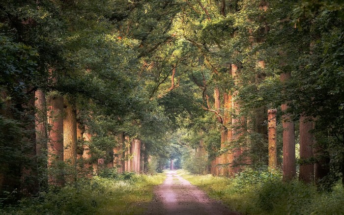 Dirt road through a sunlit forest with tall trees