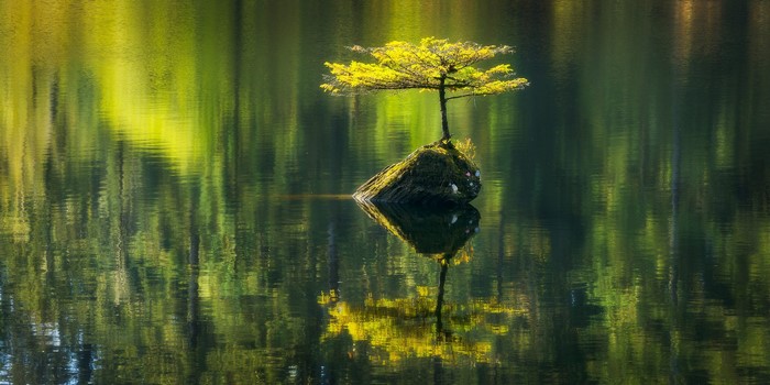 Lone tree on a rock in a lake with reflections