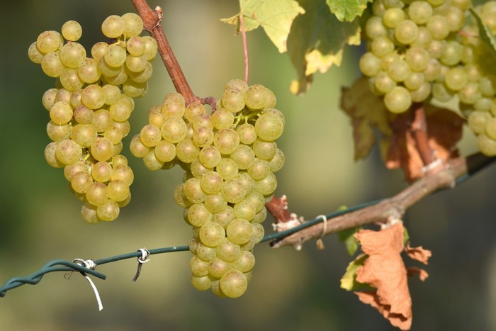 Bunches of ripe white grapes on a vine