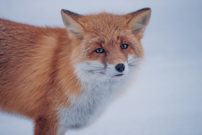 Red fox in the snow