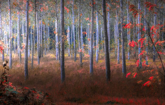 Autumn forest with tall trees and red leaves
