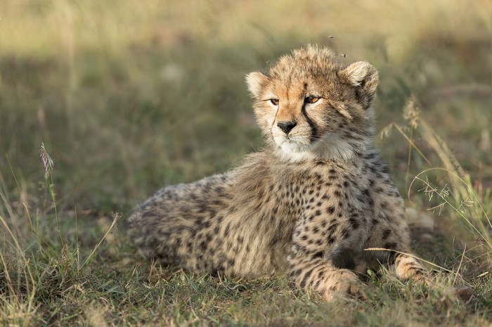Cheetah cub lying in grass