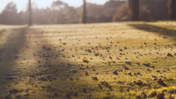 4K grass with fall leaves