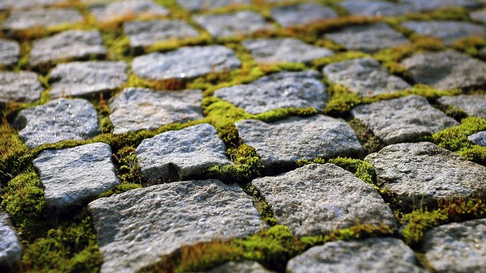 Close-up of mossy cobblestone path in daylight