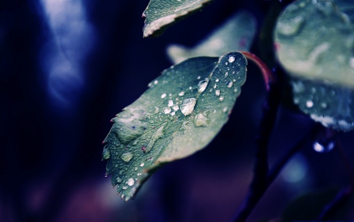 Macro shot of water drops on a green leaf