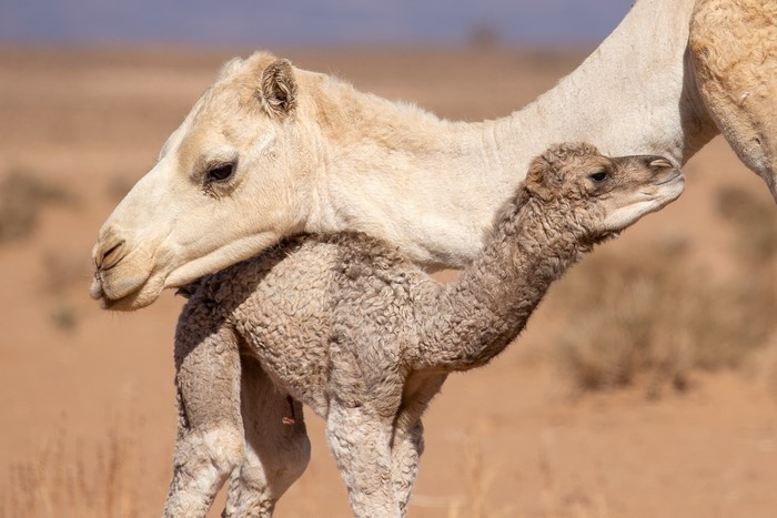 Mother and baby camel in the desert