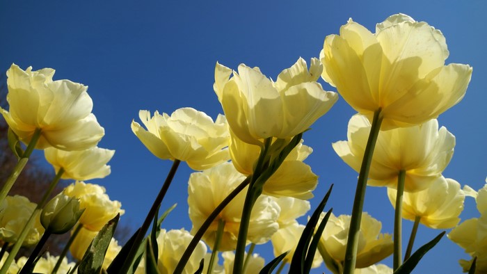 Yellow tulips against a bright blue sky