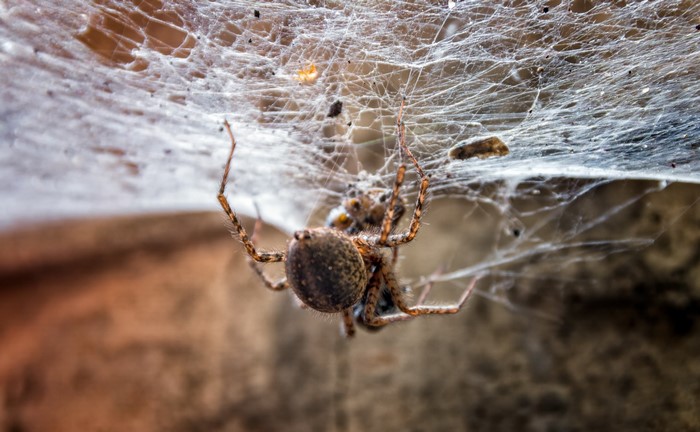 Spider on a web