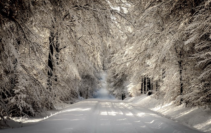 Snow-covered road through a forest