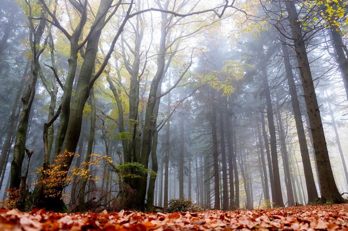 Misty forest floor covered in autumn leaves