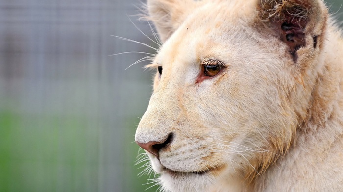 Close-up of a white lion's face