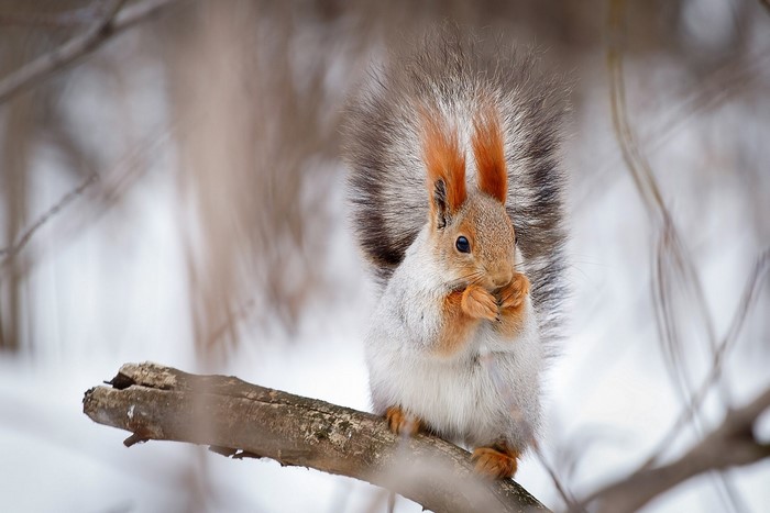 Squirrel sitting on a branch in winter