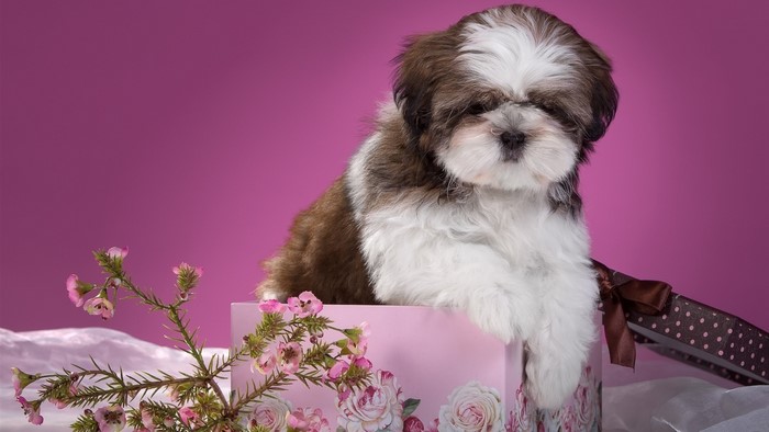 Shih Tzu puppy in a gift box with flowers