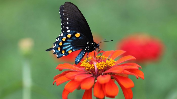 Black butterfly on an orange zinnia flower