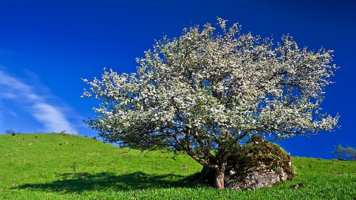 Blooming tree on a grassy hill under a blue sky