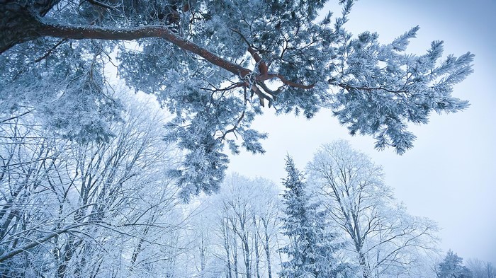 Winter forest with snow-covered trees and branches