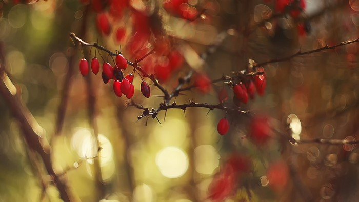 Red berries on thorny branches with bokeh