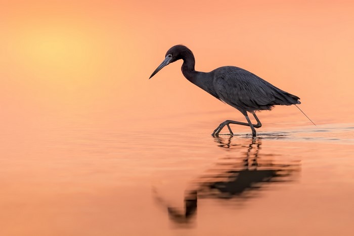 Little Blue Heron wading in shallow water at sunset