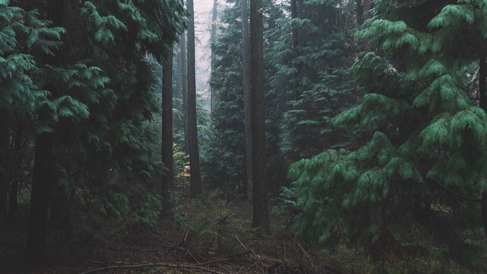 Misty forest with tall pine trees