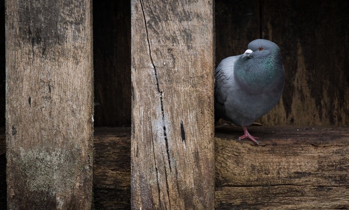 A pigeon perched on wooden planks