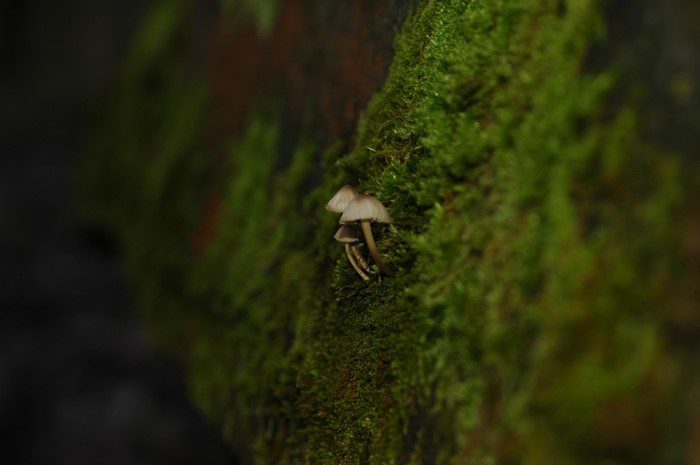 Mushrooms growing on mossy surface