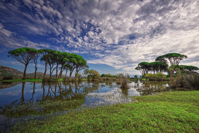 Pine trees reflected in a calm lake under a cloudy sky