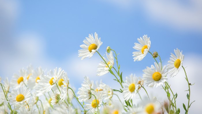 White daisies against a blue sky with clouds