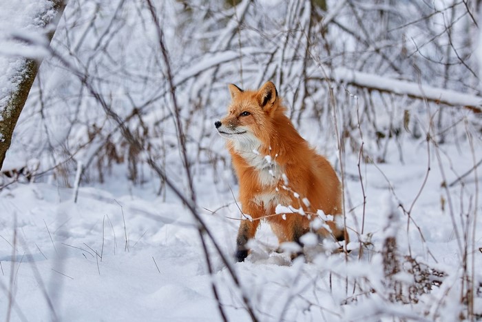 Red fox in a snowy forest