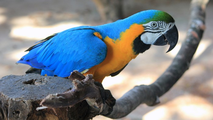 Blue and yellow macaw parrot perched on a branch