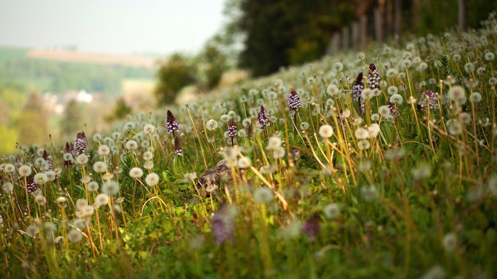 Field of dandelions and purple flowers on a hillside
