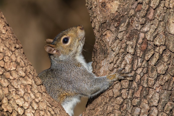 A squirrel climbs a tree trunk