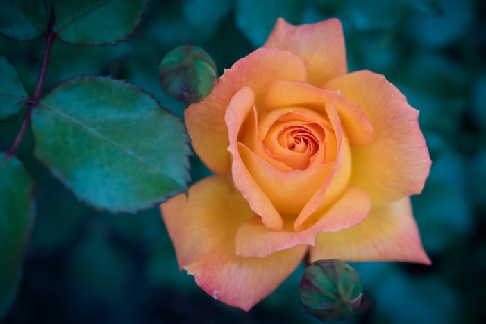 Orange rose with buds and leaves