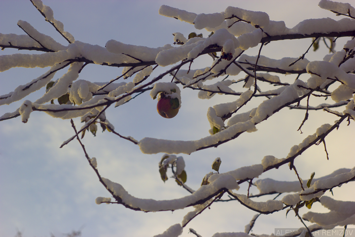 Apple on a snow-covered branch