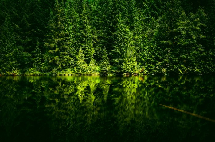 Green forest reflected in dark water