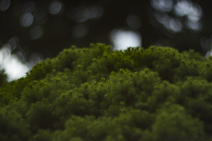Green spruce needles with bokeh background