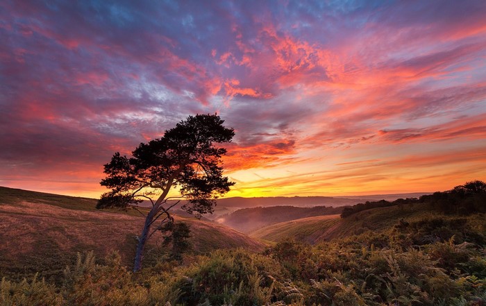 Silhouette of a lone tree against a vibrant sunset sky
